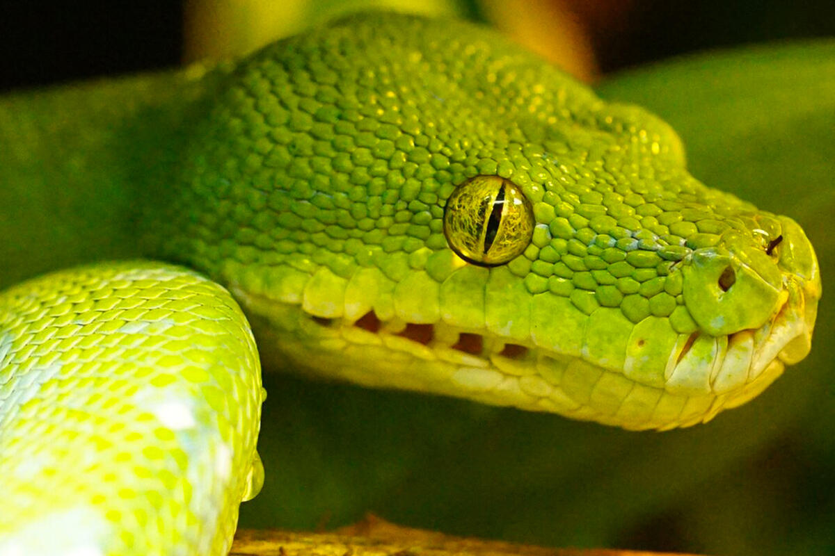 Der Nervenkitzel des Wissens. Besuch des Reptiland von Riva del Garda